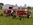 Chicago Hayrides © Event Rentals